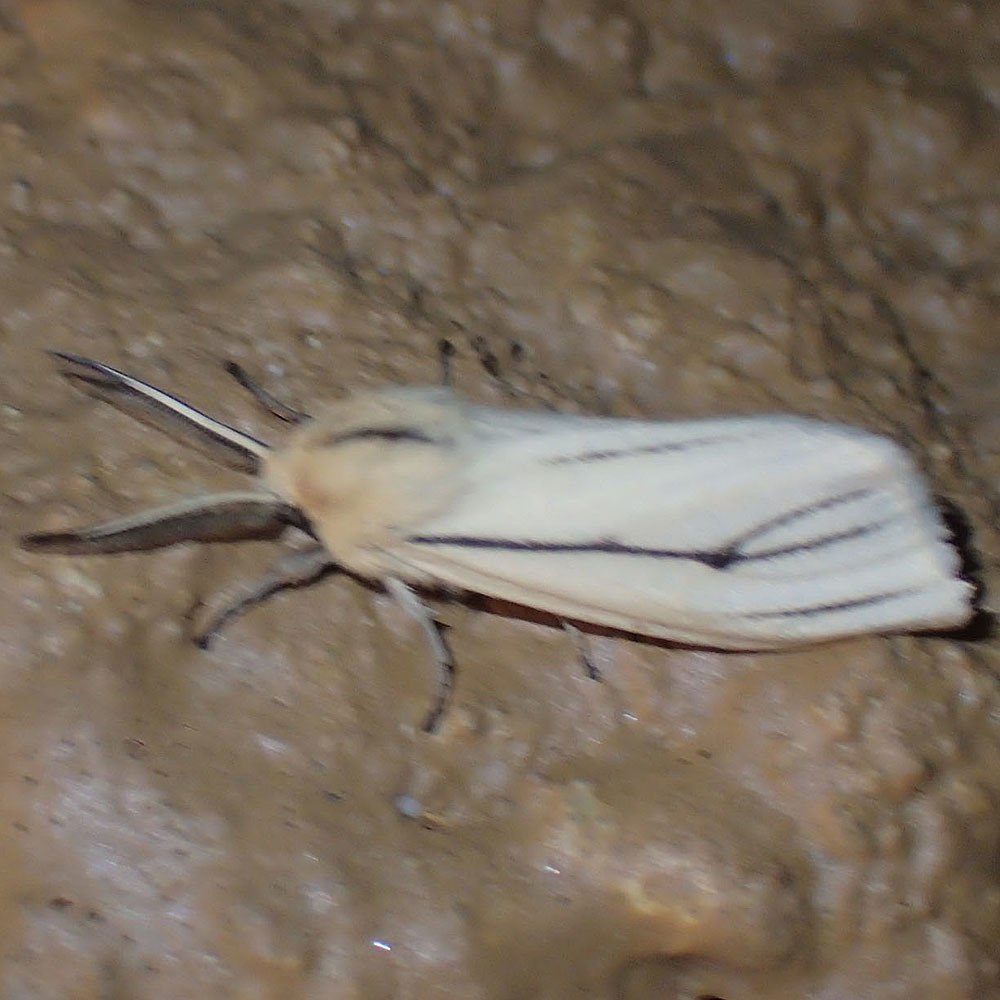 Paralacydes destrictus