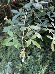 Crotalaria capensis