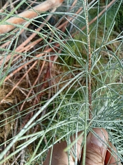 Tamarix