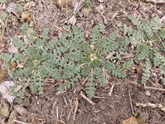 Erodium cicutarium