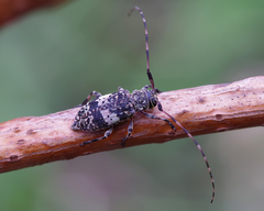 Leiopus linnei