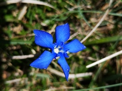 Gentiana verna