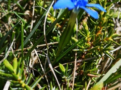 Gentiana verna