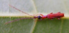 Cerobates ophthalmicus