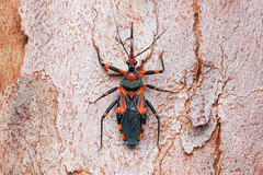 Havinthus rufovarius