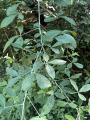 Crotalaria capensis
