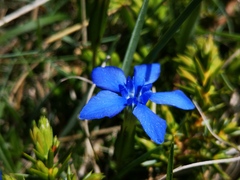 Gentiana verna