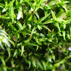 Bryoerythrophyllum recurvirostrum