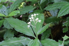 Pollia japonica
