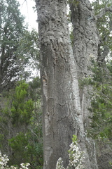 Quercus suber