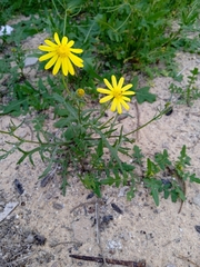 Senecio glaucus