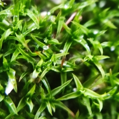 Bryoerythrophyllum recurvirostrum