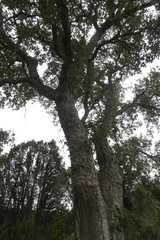 Quercus suber