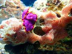 Pseudoceros ferrugineus