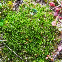 Bryoerythrophyllum recurvirostrum