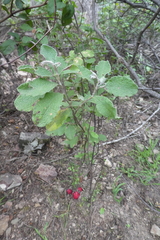 Cistus