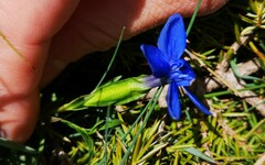 Gentiana verna