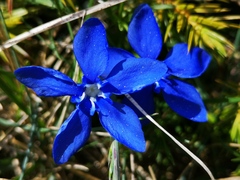 Gentiana verna