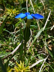 Gentiana verna