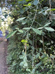 Crotalaria capensis