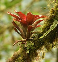 Tillandsia complanata