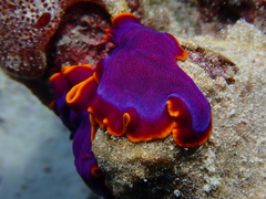 Pseudoceros ferrugineus