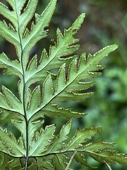 Doryopteris concolor