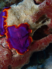 Pseudoceros ferrugineus