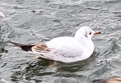 Chroicocephalus ridibundus