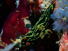 Nembrotha kubaryana