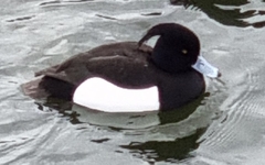 Aythya fuligula