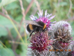 Bombus