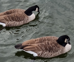 Branta canadensis
