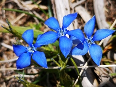 Gentiana verna