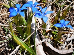 Gentiana verna