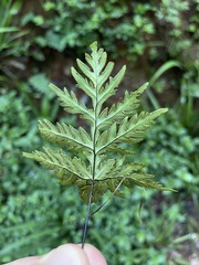 Doryopteris concolor