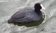 Fulica atra