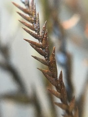 Fontinalis antipyretica