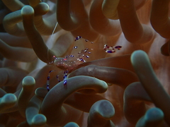 Ancylomenes sarasvati