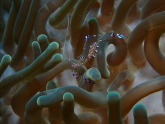 Ancylomenes sarasvati