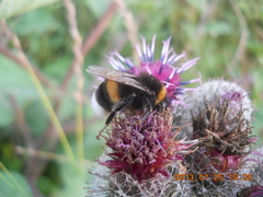 Bombus