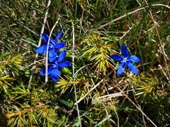 Gentiana verna