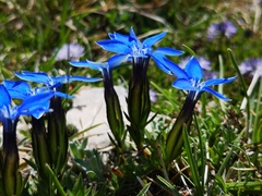 Gentiana verna