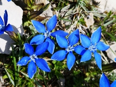 Gentiana verna