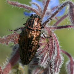 Chalcophora mariana