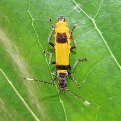 Chauliognathus imperialis