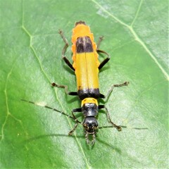 Chauliognathus imperialis