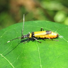 Chauliognathus imperialis