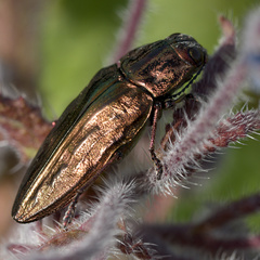 Chalcophora mariana