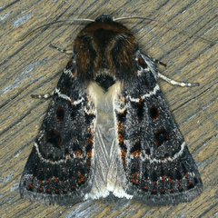Proteuxoa sanguinipuncta